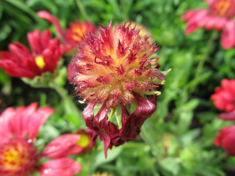 Garden plant rock plant ornamental plant