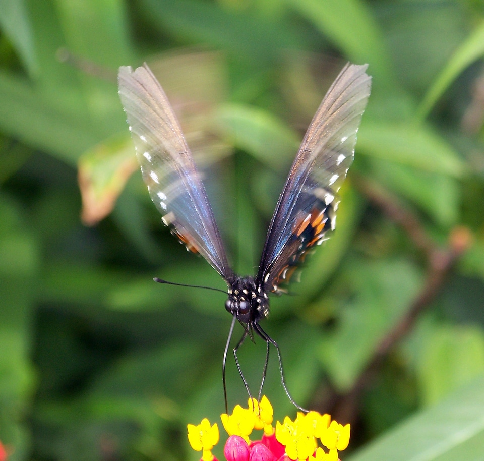 Moving wings motion
