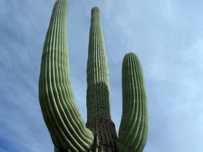 Nature plant arizona