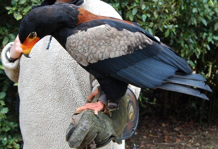 Plumage falconry predator