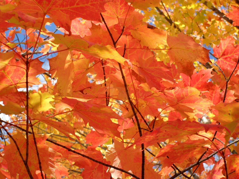 Orange sky autumn