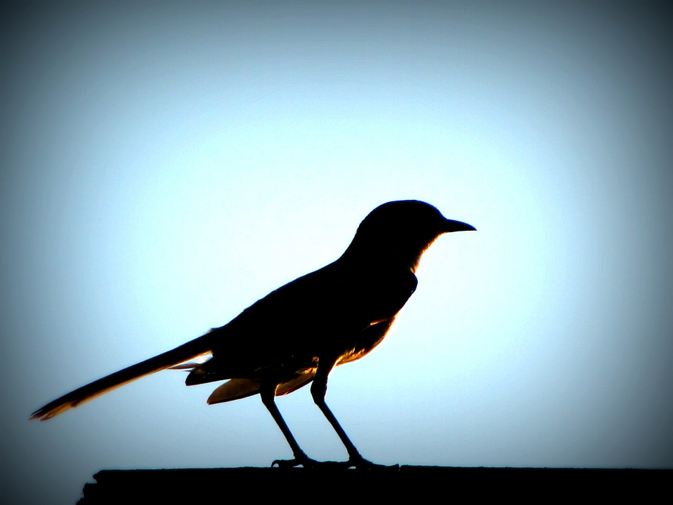 Black shadow silhouette