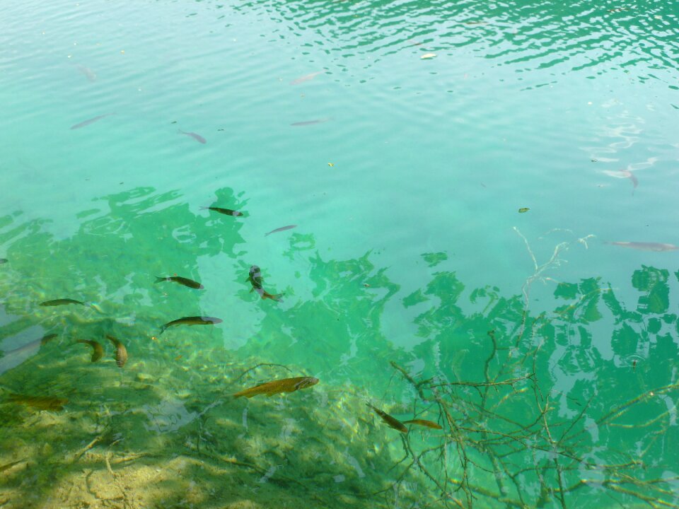 Blue green freshwater