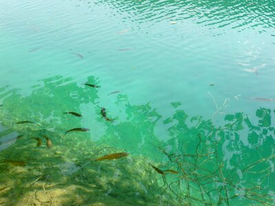 Blue green freshwater photo