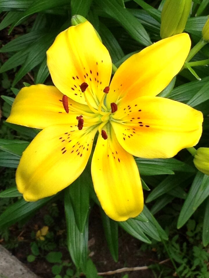 Yellow flower