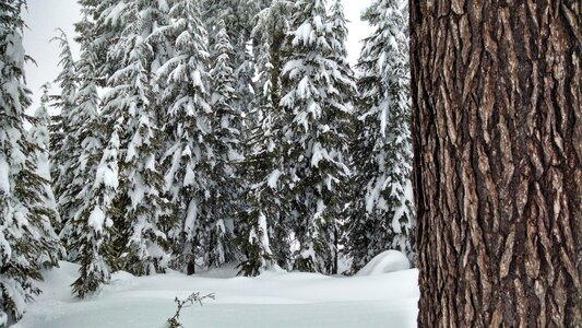 Pine winter season photo