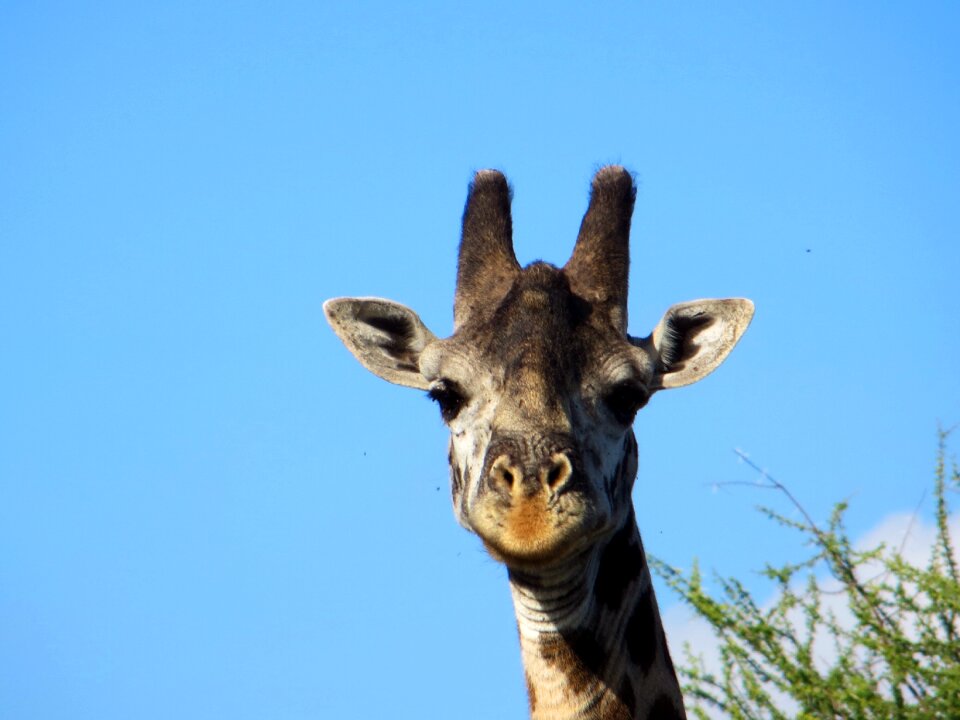 Giraffe safari africa