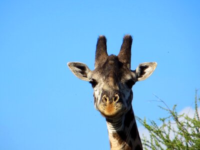 Giraffe safari africa