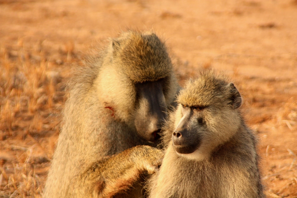 Family wild mammal photo