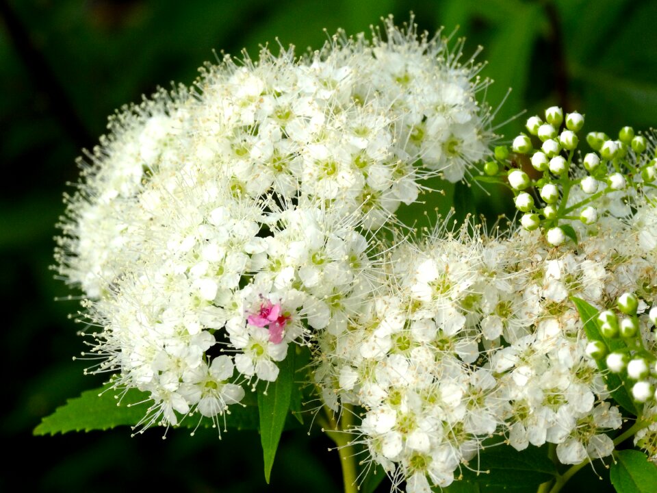Flowers japan flower rainy season