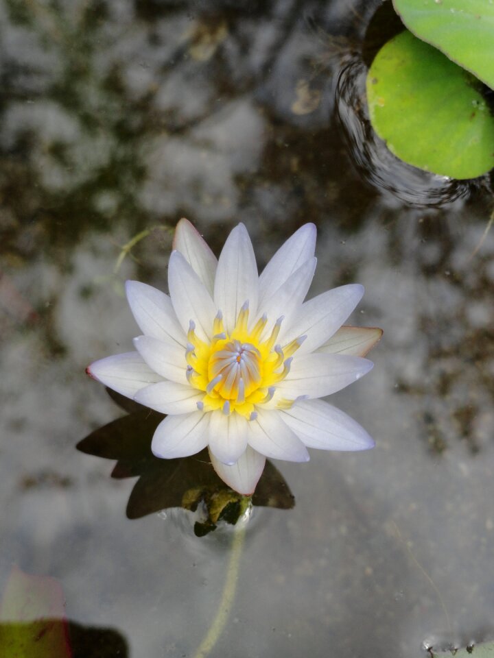 Bloom garden calm