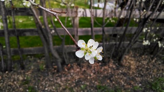 Blossom tree branch photo