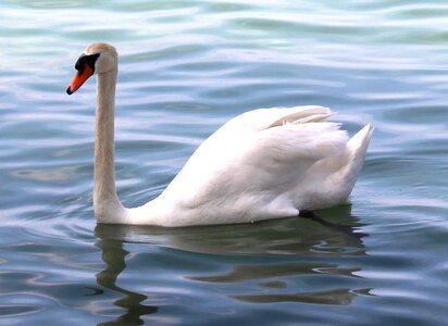 Foot elegant lake