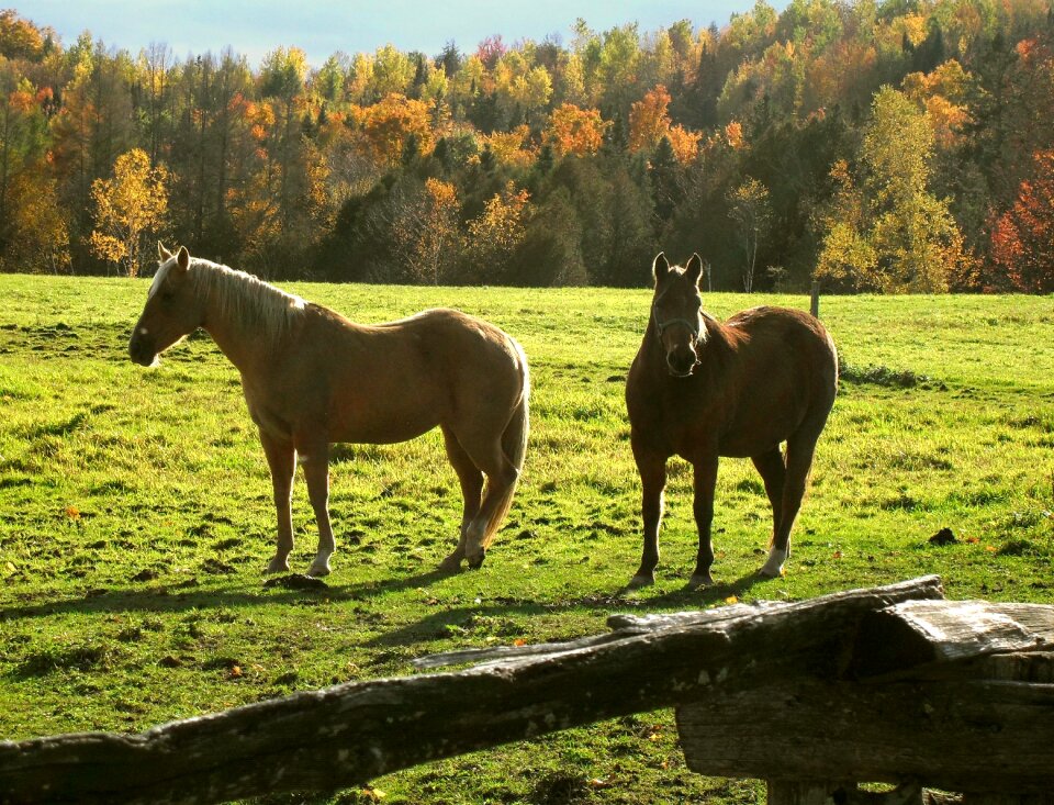 Fall vermont field