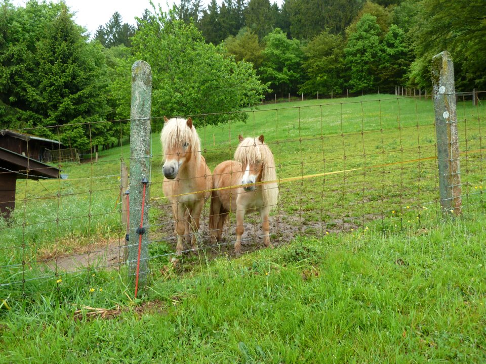 Minishettie horse animals