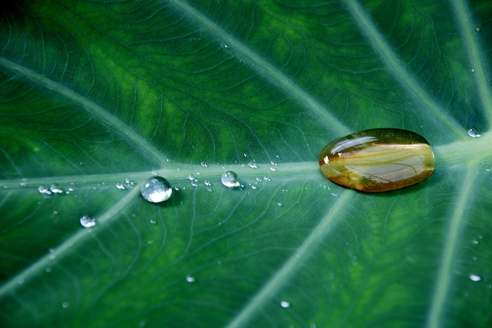 Natural botanical organic