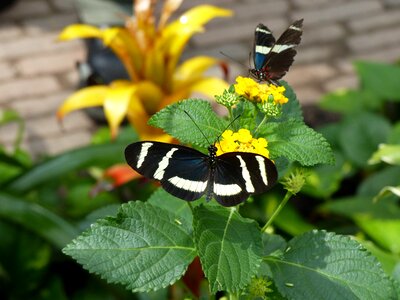 Filigree animal tropical photo