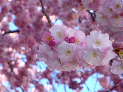 Blossom spring flowers