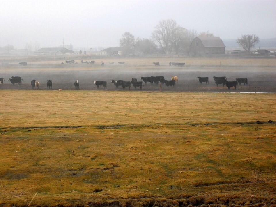 Field scenery farming