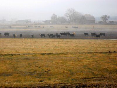 Field scenery farming