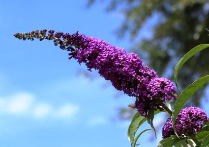 Summer lilac flowers violet