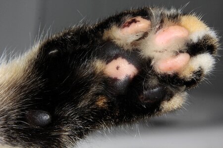 Fluffy cute paw print