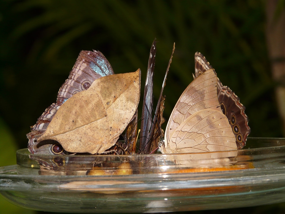 Food exotic tropical