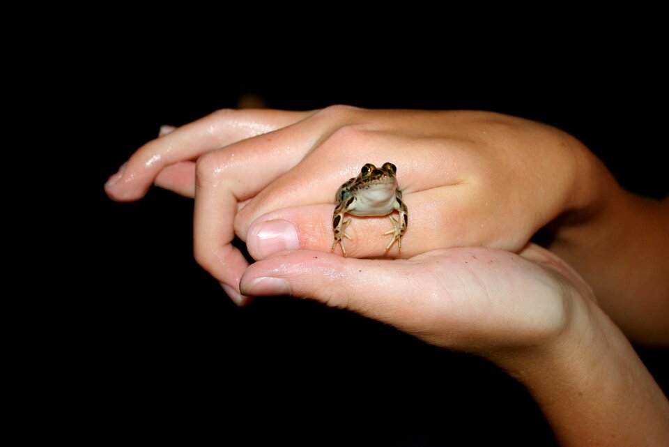 Small toad animal