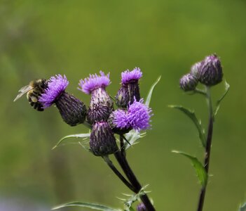 Bee insect plant photo
