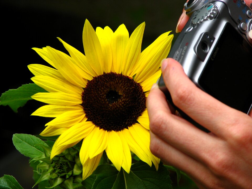 Yellow summer flower