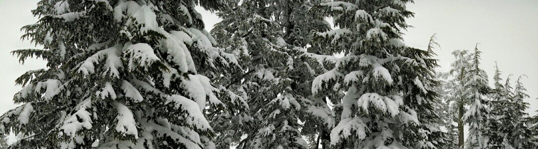 Pine winter season photo