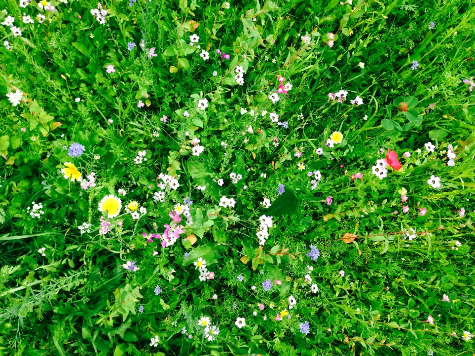 Landscape nature party