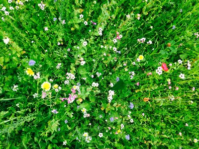 Landscape nature party