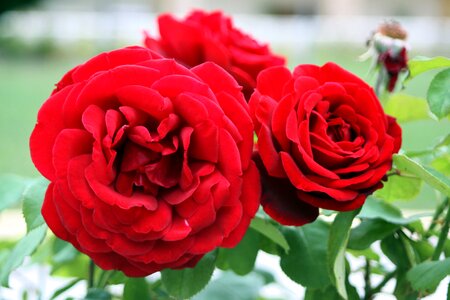 Red bloom love