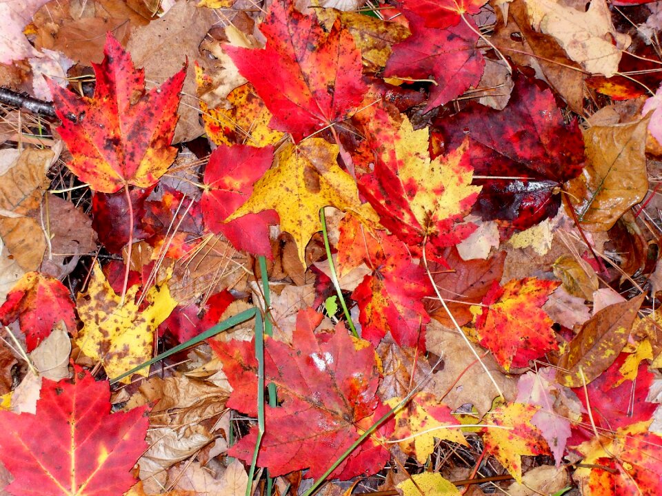 Autumn season orange