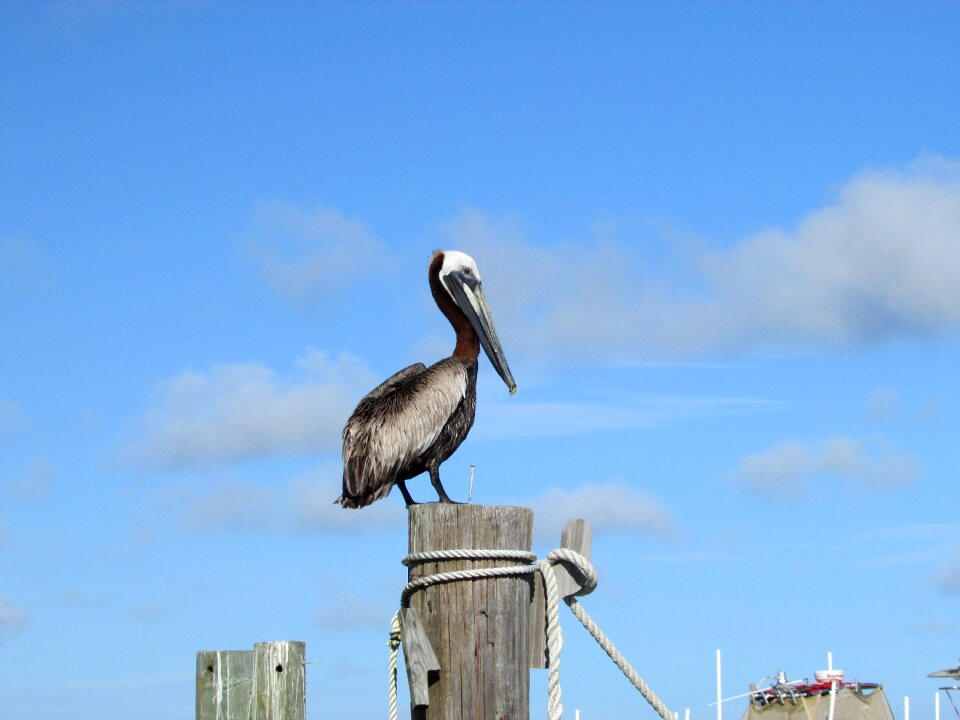 Gulf gulf of mexico marine