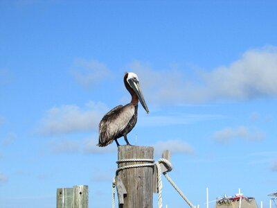 Gulf gulf of mexico marine