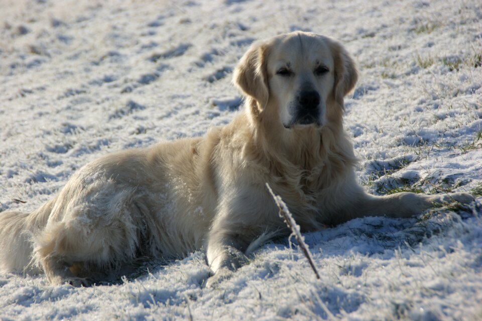 Look golden golden retriever