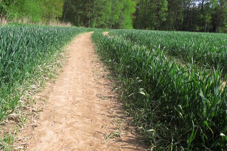 Agriculture crop farm