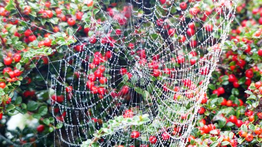 Web nature outdoor photo