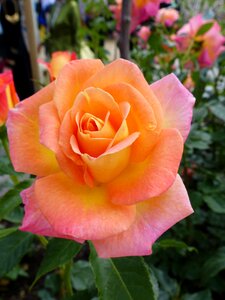 Rose salmon open rose