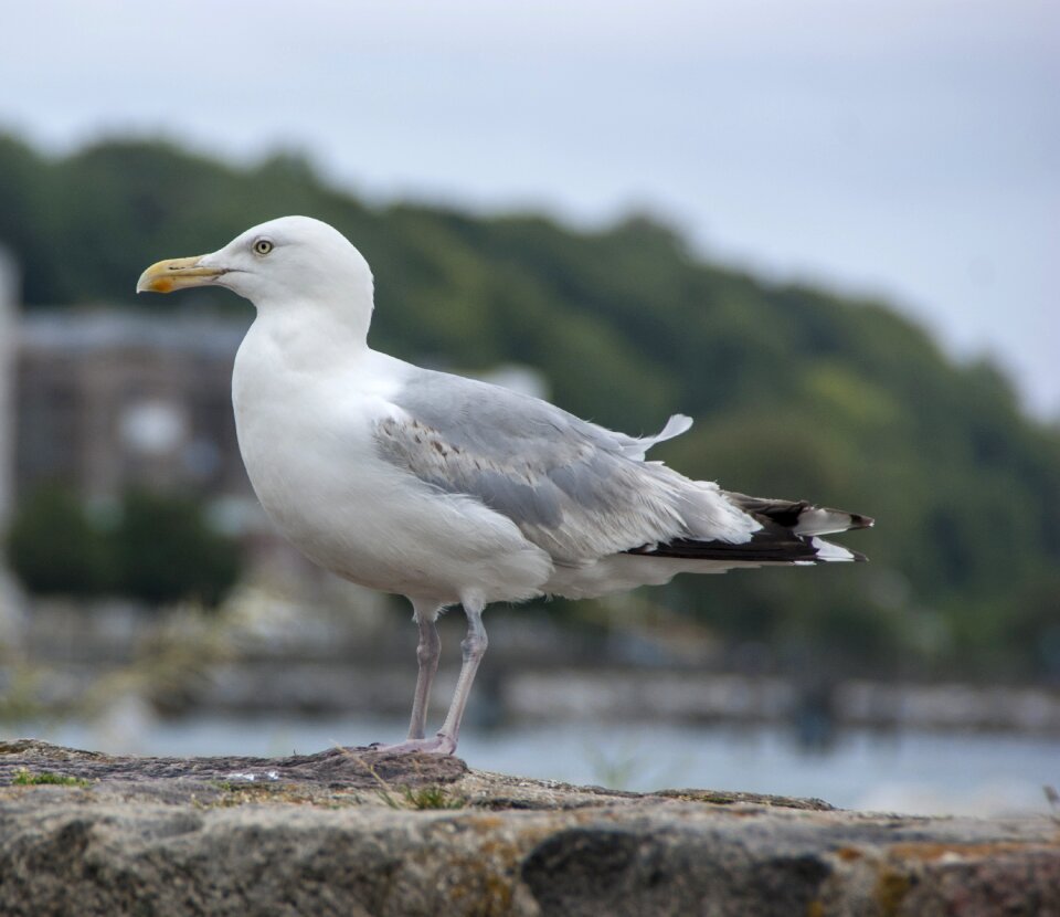 Zingst coast water bird