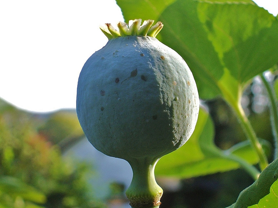 Poppy capsule garden plant seeds nature