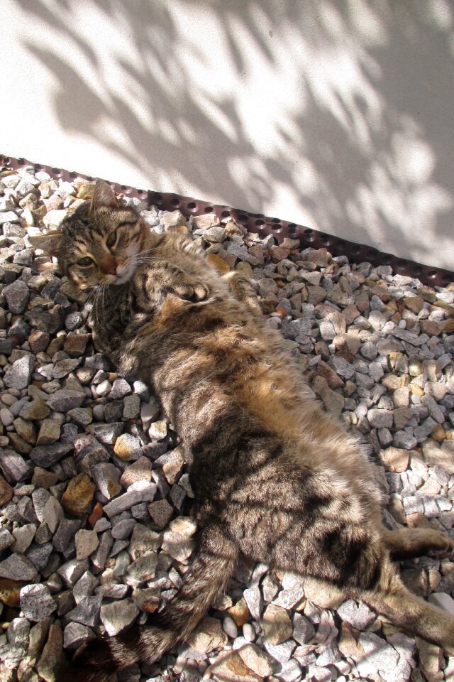 Tomcat rest peace