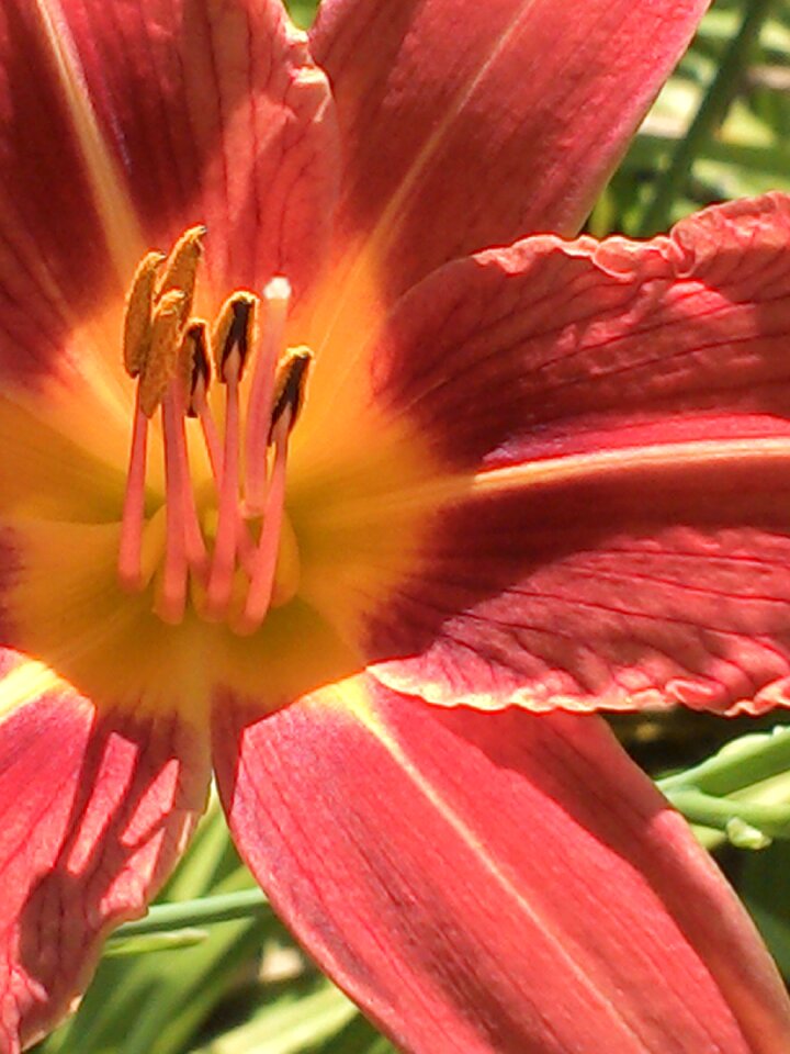 Close up plant red photo