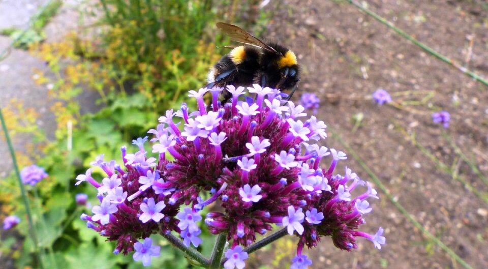 Insect pollinate nature photo