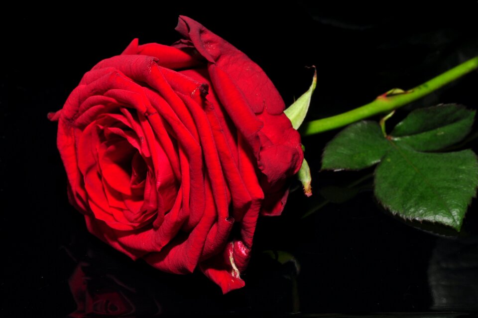 Flower red flower ros
