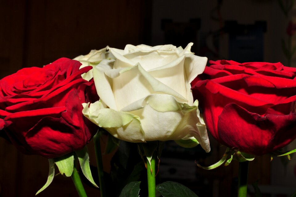 Red flower ros white rose
