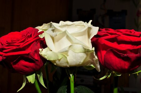 Red flower ros white rose