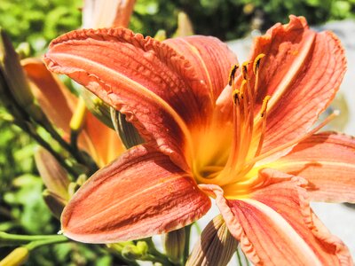 Pollen plant bloom photo